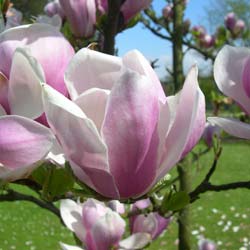 magnolia x soulangeana